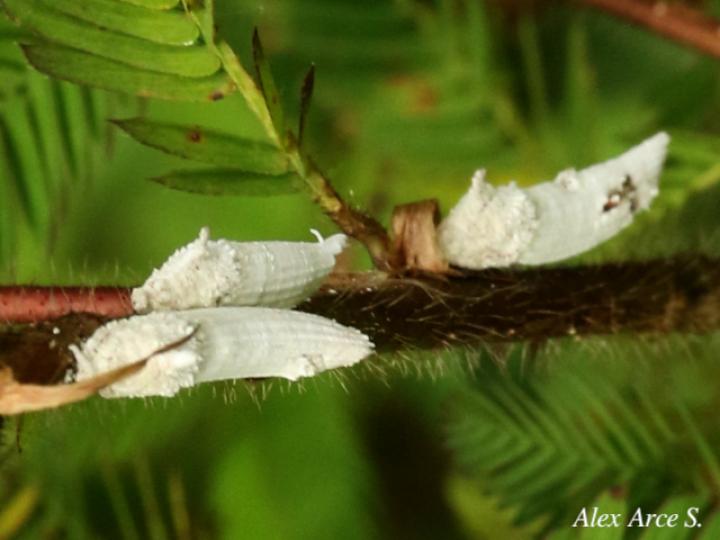 Crypticerya sp