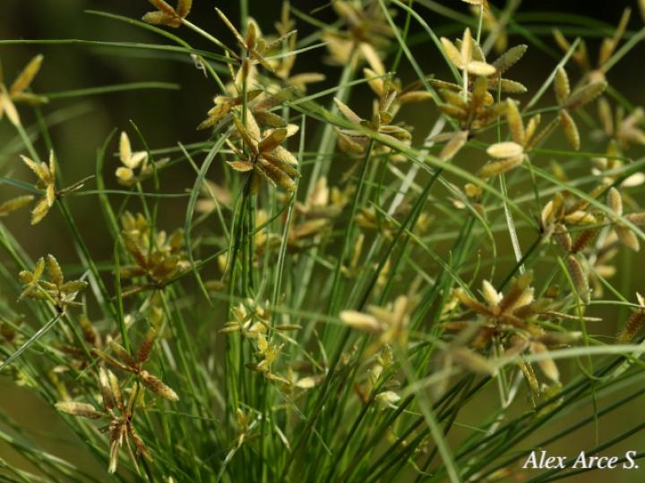 Cyperus flavescens