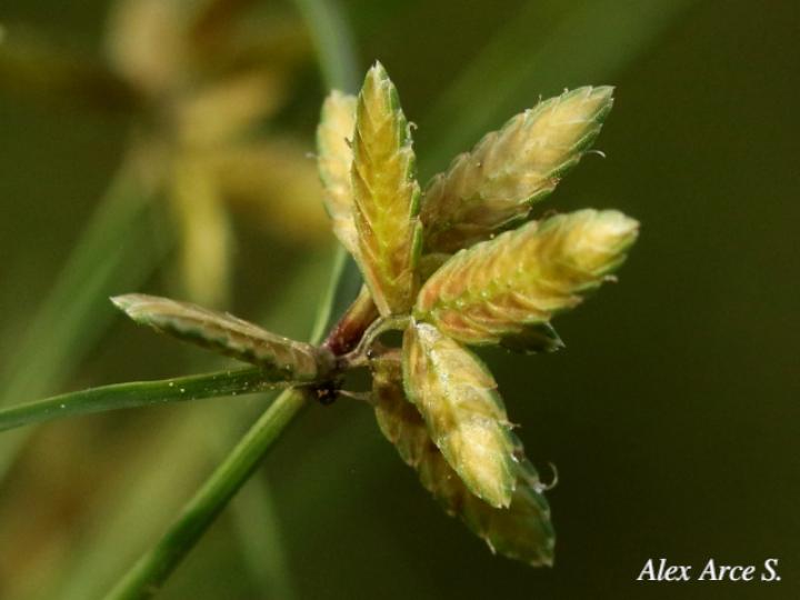 Cyperus flavescens