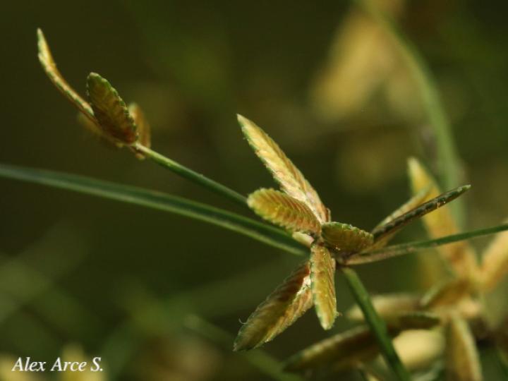 Cyperus flavescens