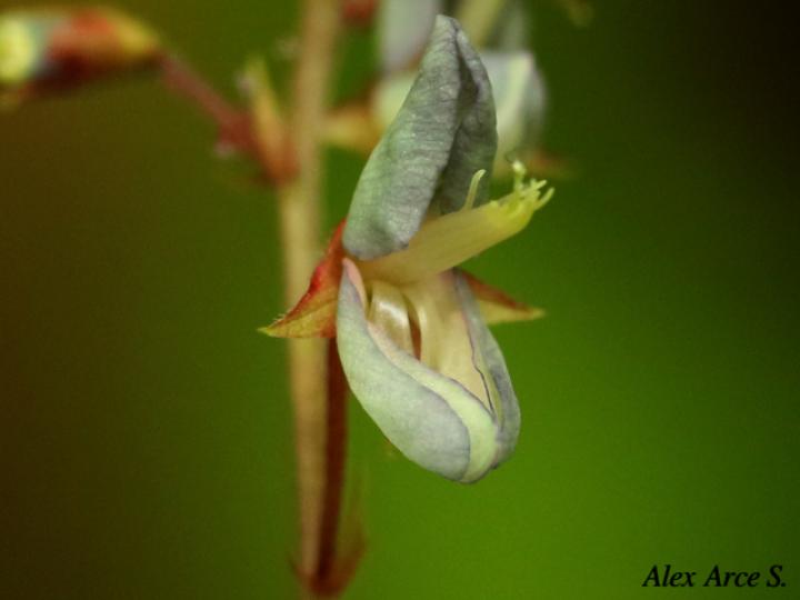Desmodium incanum