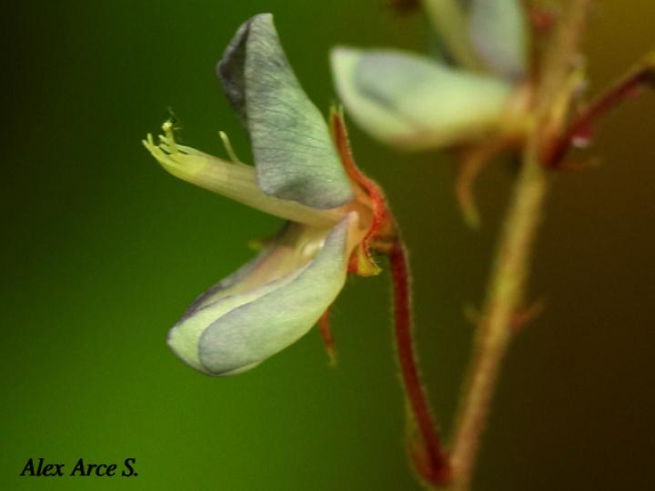 Desmodium incanum