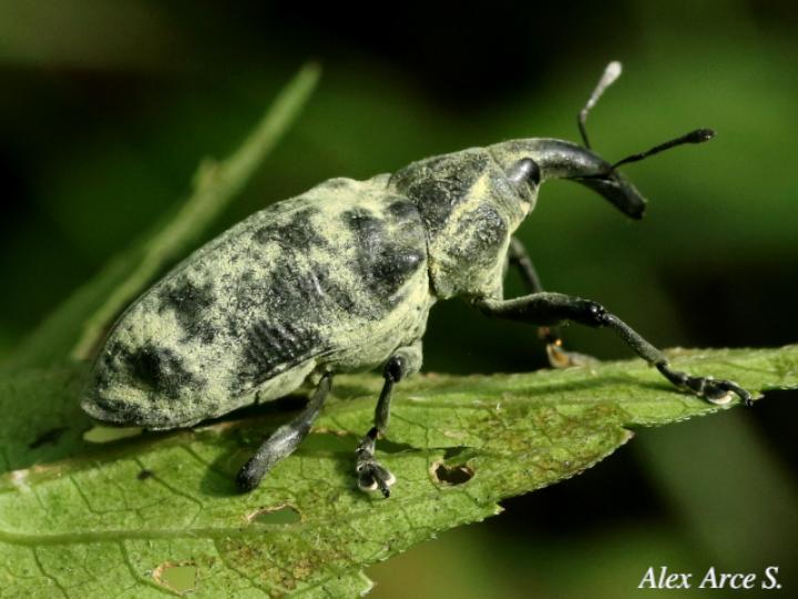 Ileomus distinguendus