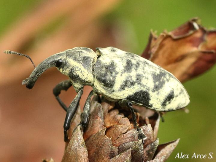 Ileomus distinguendus