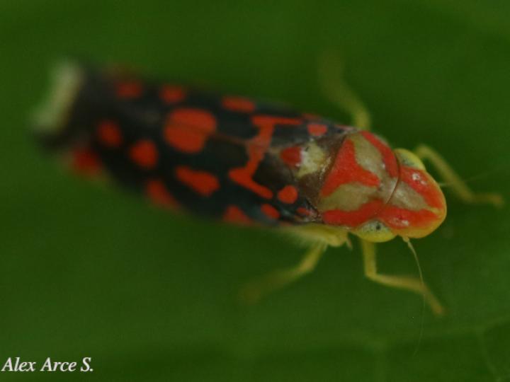 Ladoffa sannionis
