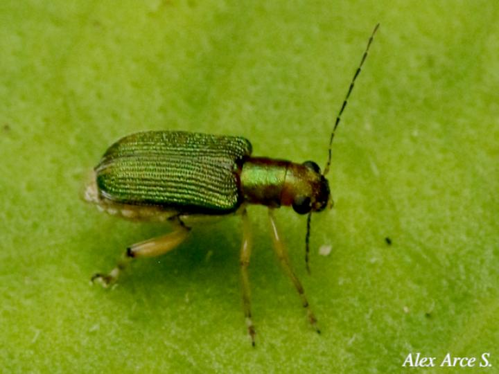 Megascelis suturalis