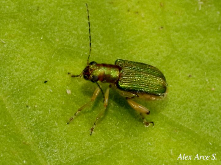 Megascelis suturalis