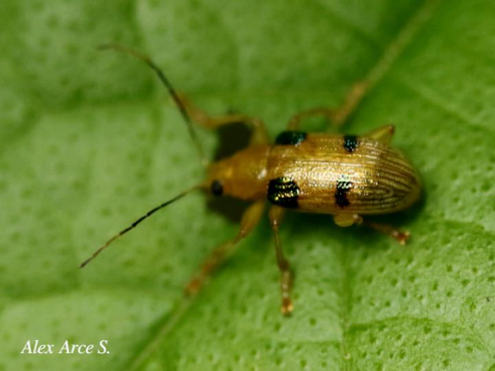 Metaxyonycha tridentata