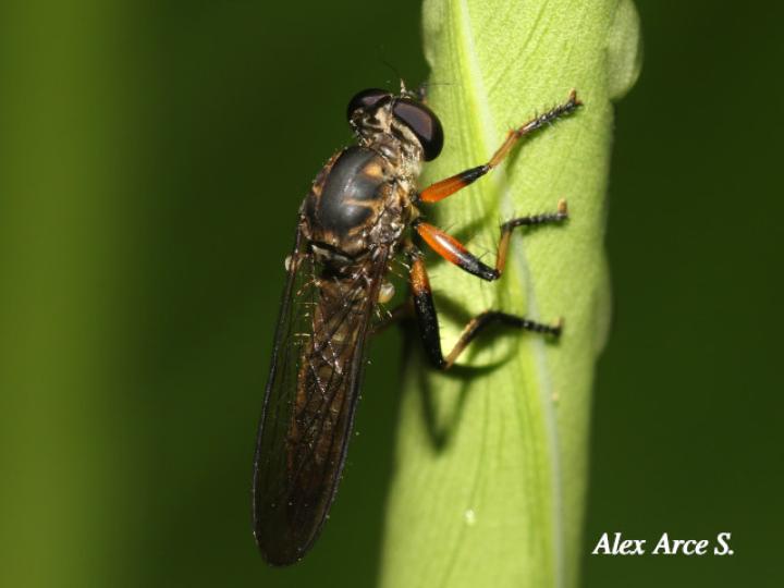 Ommatius tibialis