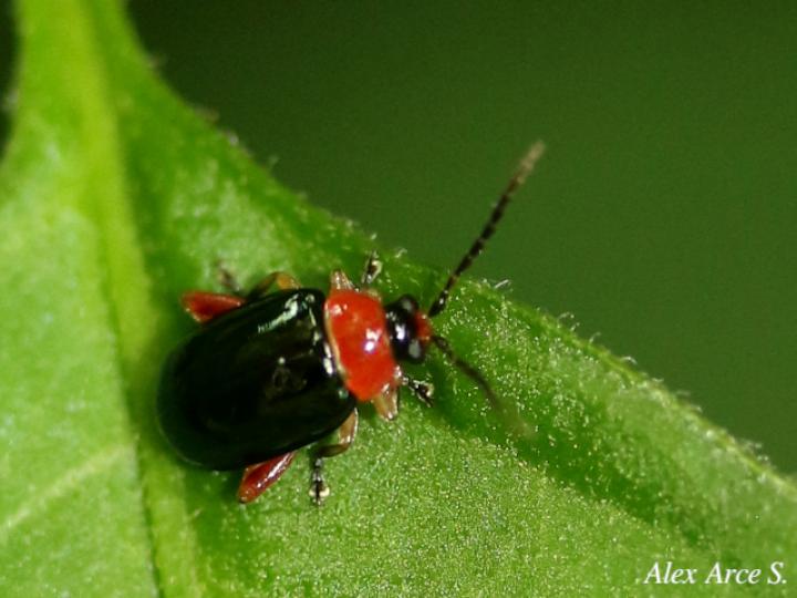 Omophoita cyanipennis