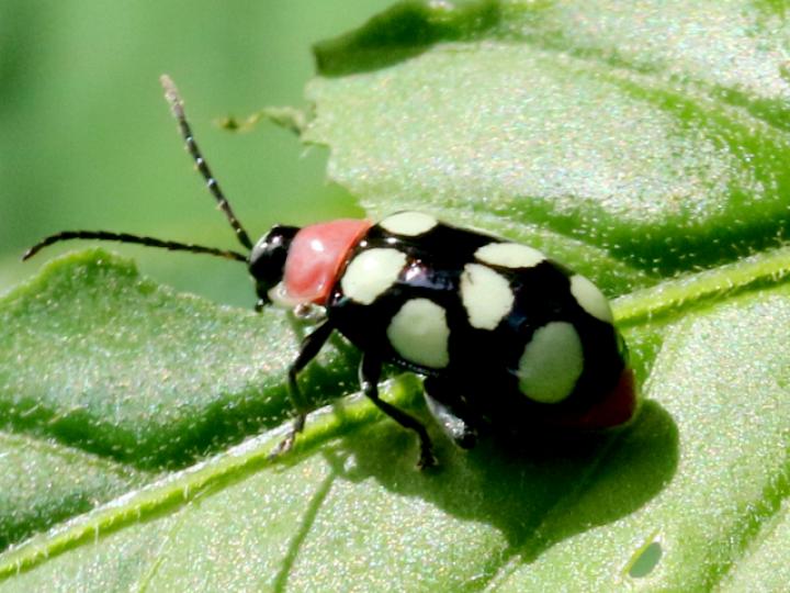 Omophoita cyanipennis