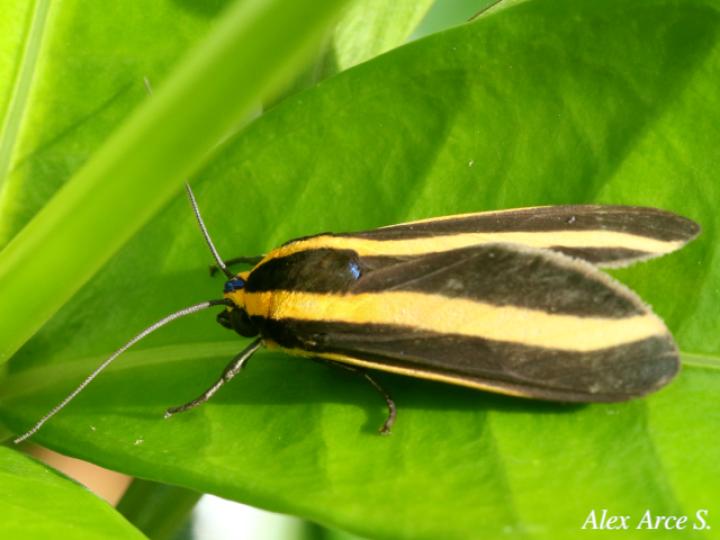 Ormetica ataenia