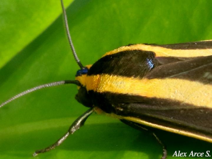 Ormetica ataenia