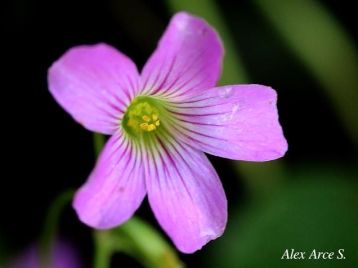 Oxalis debilis
