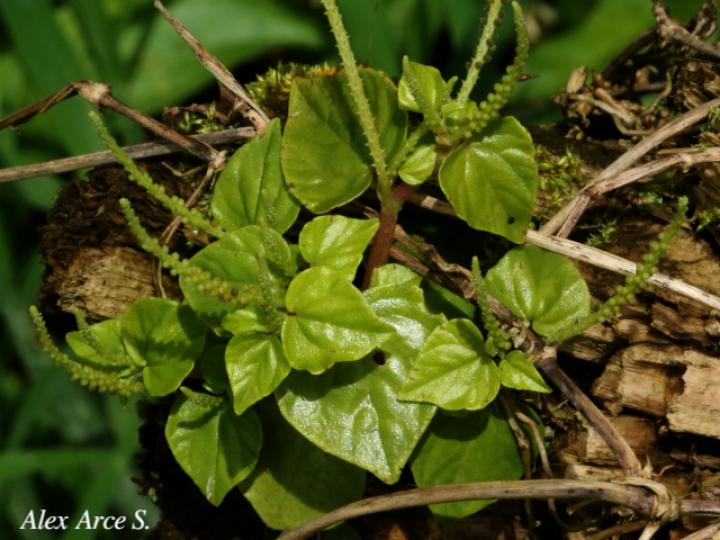 Peperomia pellucida