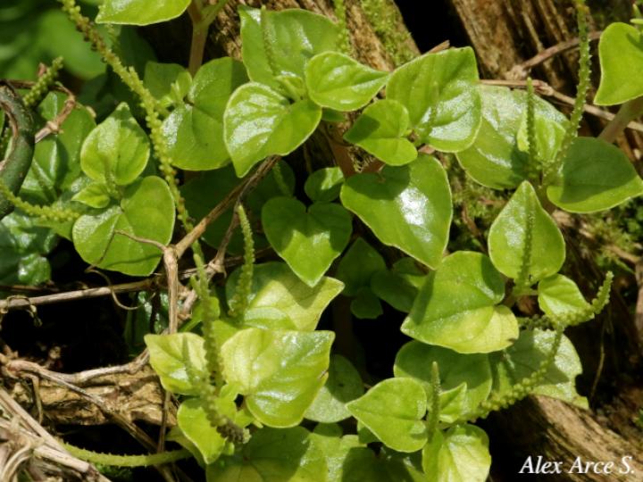 Peperomia pellucida