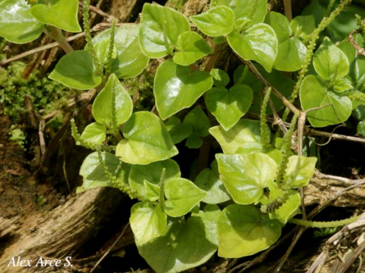 Peperomia pellucida