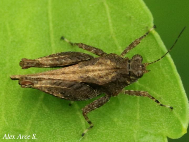 Teredorus aztecus