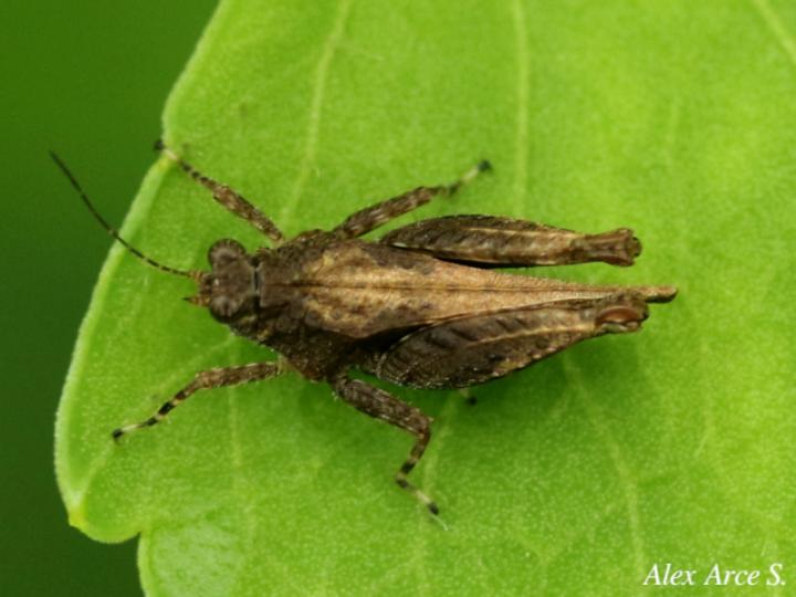 Teredorus aztecus